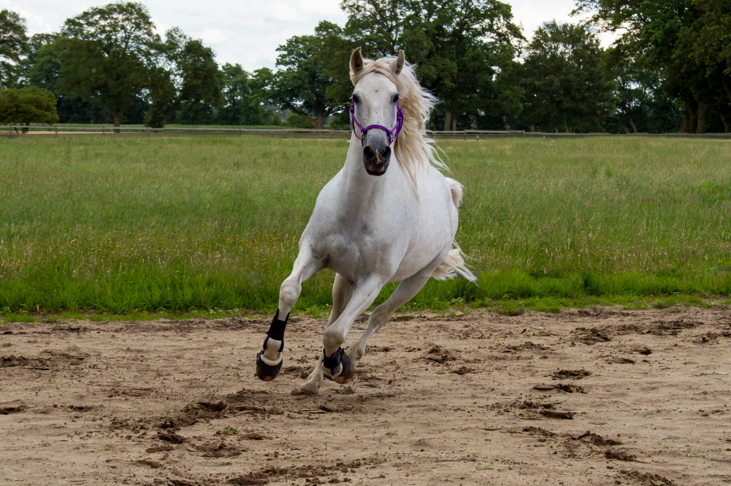 Tierfotografie